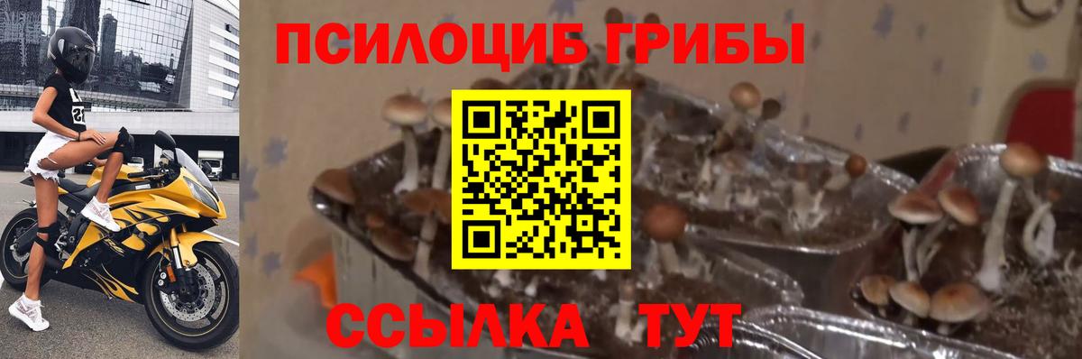 Псилоцибиновые грибы ЛСД  Лабытнанги  Галлюциногенные грибы Psilocybe 